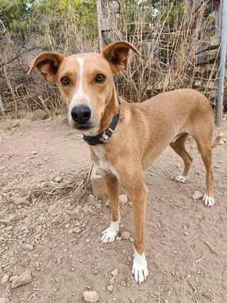 Cori, male 3yo Mixed Breed for adoption at Dogs Voice, Athens