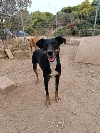 Poppy, female 3yo Mixed Breed for adoption at Dogs Voice, Athens