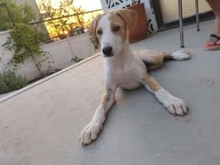 Chara (Χαρά), female puppy Mixed Breed for adoption at Dogs Voice, Athens