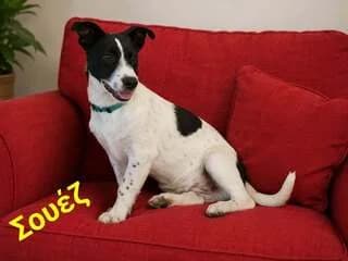 o Soyez, 5minon (ο Σουεζ, 5μηνων), Mixed Breed (Dogs Voice)