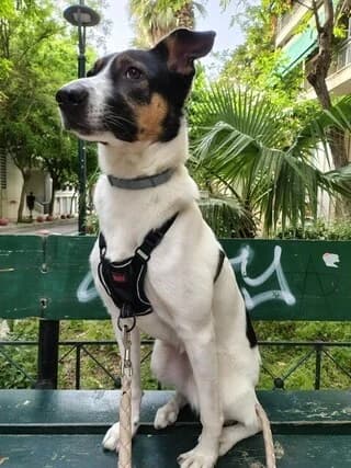 Άria (Άρια), Mixed Breed (Dogs Voice)