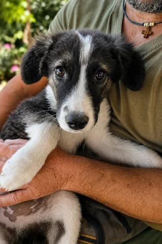 Gkomena (Γκόμενα), female puppy Mixed Breed for adoption at Dogs Voice, Athens
