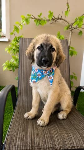 Yara, Mixed Breed (Dogs Voice)