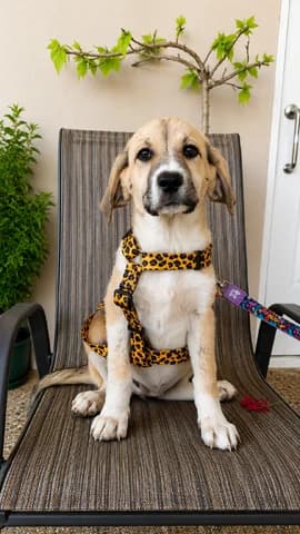 Yasmin, female puppy Mixed Breed for adoption at Dogs Voice, Athens