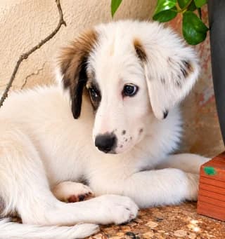 Vito, male puppy Mixed Breed for adoption at Dogs Voice, Athens