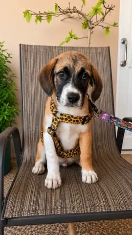 Parmezanas (Παρμεζάνας), Mixed Breed (Dogs Voice)