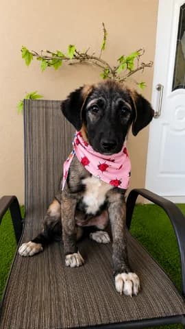 Letisia (Λετίσια), female puppy Mixed Breed for adoption at Dogs Voice, Athens