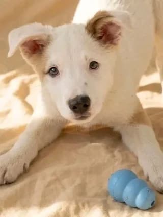Jerry, male puppy Mixed Breed for adoption at Dogs Voice, Athens