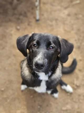 Mimoza (Μιμόζα), female Mixed Breed for adoption at Dogs Voice, Athens