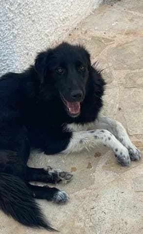 LORA (ΛΩΡΑ), Mixed Breed (Dogs Voice)