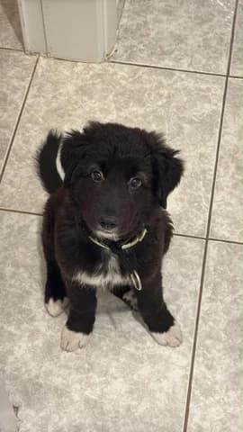 Tsopi (Τσόπι), female puppy Mixed Breed for adoption at Dogs Voice, Athens