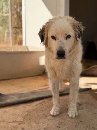 Spanoylis (Σπανουλης), male 7yo Mixed Breed for adoption at Dogs Voice, Athens