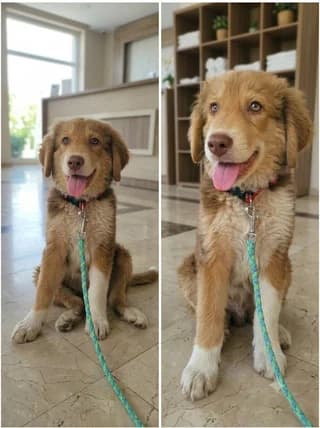 Kolokythaki (Κολοκυθάκι), female puppy Mixed Breed for adoption at Dogs Voice, Athens