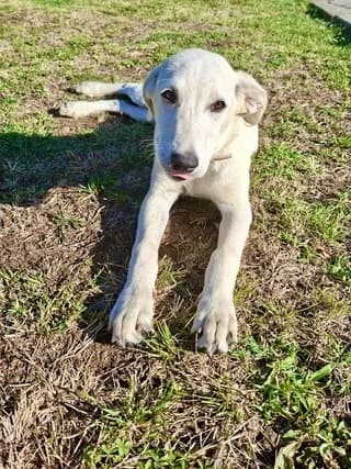 LILI (ΛΙΛΗ), female puppy Mixed Breed for adoption at Dogs Voice, Athens