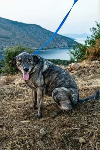 Zina (Ζίνα), female Mixed Breed for adoption at Dogs Voice, Athens