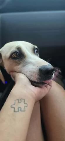 Marily (Μαριλύ), female Mixed Breed for adoption at Dogs Voice, Athens