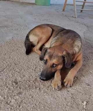 Pan, Mixed Breed (Dogs Voice)
