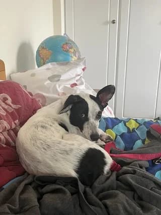 Ruby, Mixed Breed (Dogs Voice)