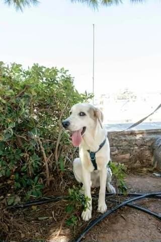 Rice, male Mixed Breed for adoption at Dogs Voice, Athens
