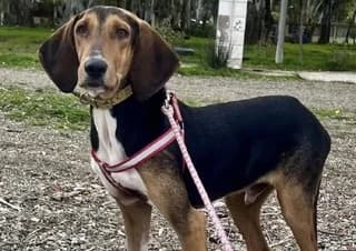 Gaston, Mixed Breed (Dogs Voice)