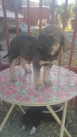 Rea, female puppy Mixed Breed for adoption at Dogs Voice, Athens