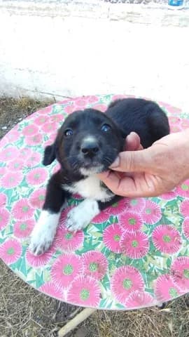 Kira (Κιρα), Mixed Breed (Dogs Voice)