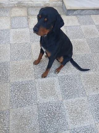 ROTTWEILER (ROTΤWEILER), Mixed Breed (Dogs Voice)