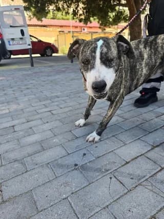 TZINA Pitbulaki (ΤΖΙΝΑ Pitbulaki), female 3yo Mixed Breed for adoption at Dogs Voice, Athens