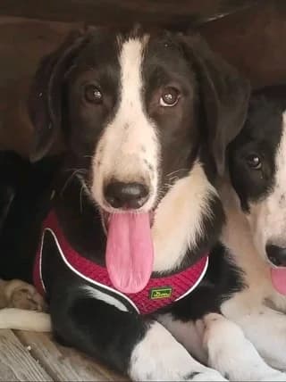 Zoe, female puppy Mixed Breed for adoption at Dogs Voice, Athens