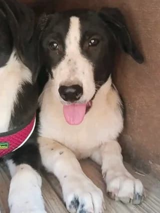 Jojo, female puppy Mixed Breed for adoption at Dogs Voice, Athens