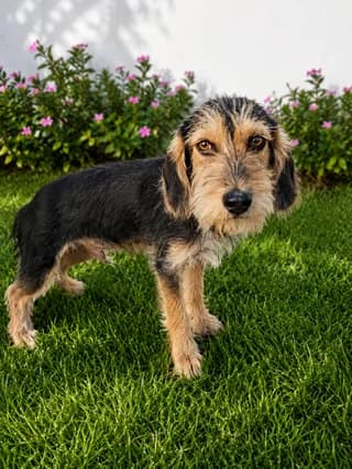 Moystakias (Μουστάκιας), male puppy Mixed Breed for adoption at Dogs Voice, Athens