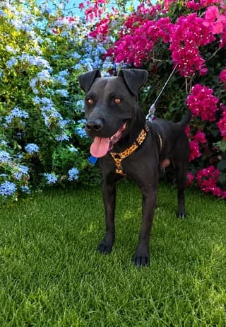 Bradley, male young Mixed Breed for adoption at Dogs Voice, Athens