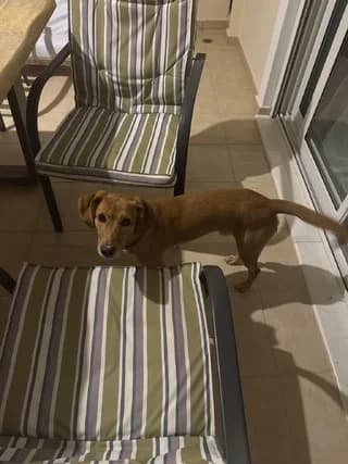Flash, male young Mixed Breed for adoption at Dogs Voice, Athens