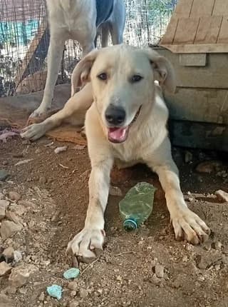Perlita (Περλίτα), Mixed Breed (Dogs Voice)