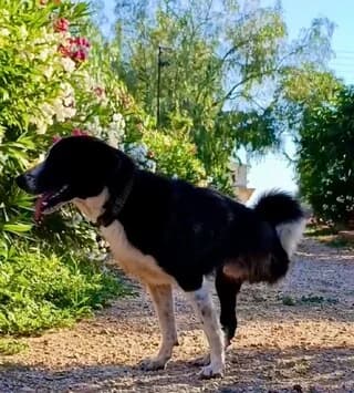 Bowie (Fotis) (Bowie (Φώτης)), male young Mixed Breed for adoption at Dogs Voice, Athens