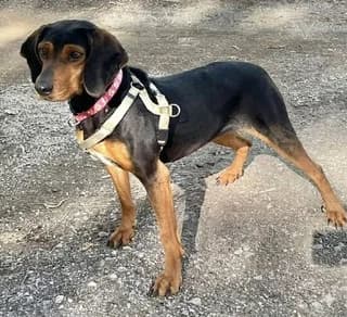 Mutter, Mixed Breed (Dogs Voice)