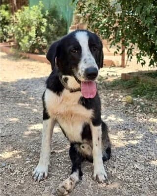 Bowie (Fotis) (Bowie (Φώτης)), male Mixed Breed for adoption at Dogs Voice, Athens