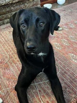 Asher, Mixed Breed (Dogs Voice)