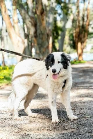 SARA, female puppy Mixed Breed for adoption at Dogs Voice, Athens
