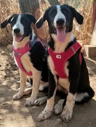 Jojo & Zoe, female puppy Mixed Breed for adoption at Dogs Voice, Athens