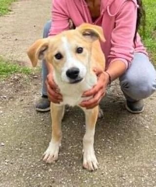 Zoze (Ζοζέ), male puppy Mixed Breed for adoption at Dogs Voice, Athens