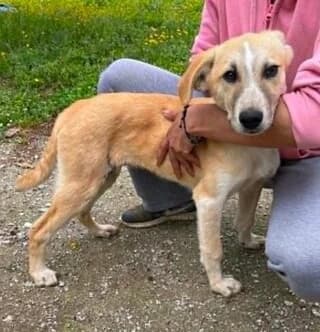 Royla (Ρούλα), female puppy Mixed Breed for adoption at Dogs Voice, Athens