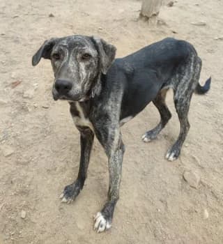 Gkreis (Γκρέις), female young Mixed Breed for adoption at Dogs Voice, Athens