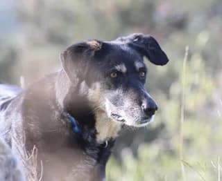 Ίrma (Ίρμα), female 7yo Mixed Breed for adoption at Dogs Voice, Athens