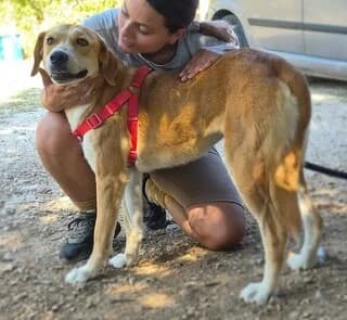 Persa (Πέρσα), Mixed Breed (Dogs Voice)