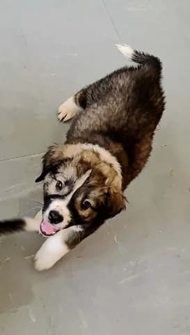 TITAN (ΤΙΤΑΝ), male puppy Mixed Breed for adoption at Dogs Voice, Athens