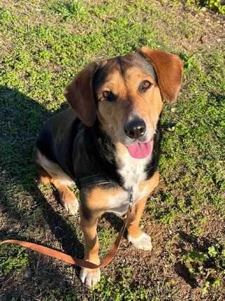 Mpoympoy (Μπουμπού), Mixed Breed (Dogs Voice)