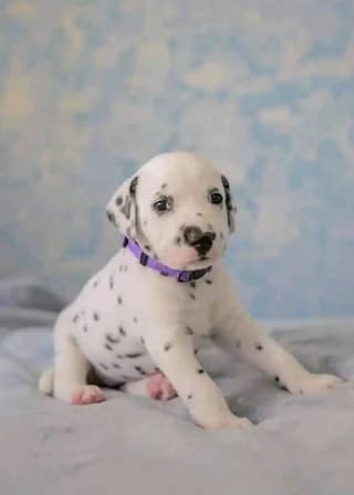 Dalmatias-kevo (Δαλματίας-kevo), Mixed Breed (Dogs Voice)