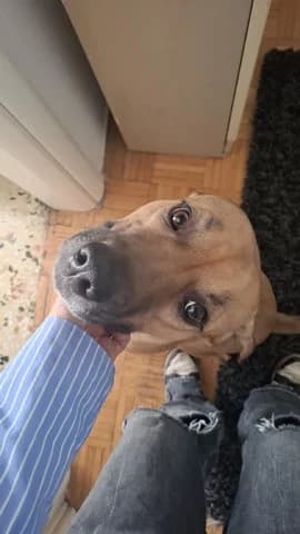 Loki (Λόκι), male 3yo Mixed Breed for adoption at Dogs Voice, Athens