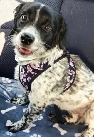 Luna, Mixed Breed (Dogs Voice)